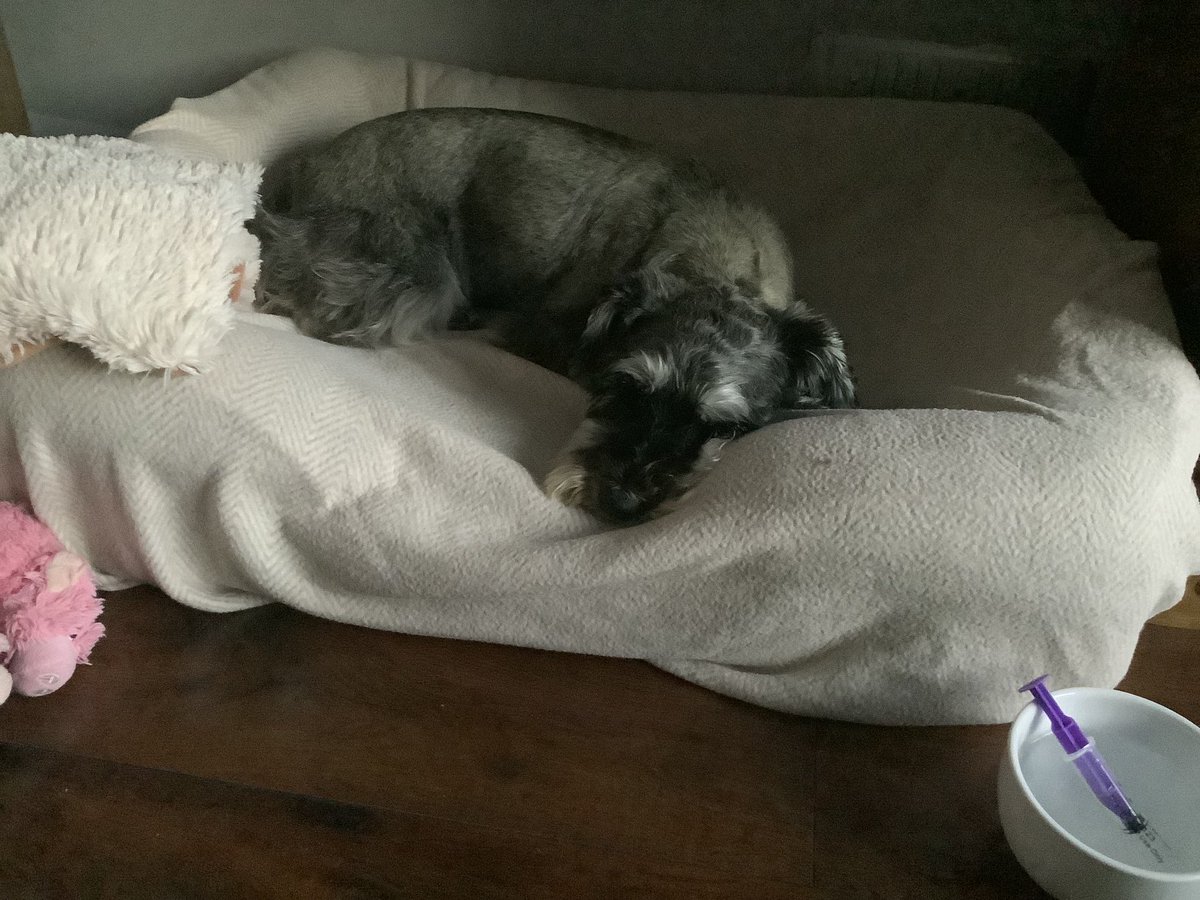 ❤️Dottie Kibblepants💗 tweet media