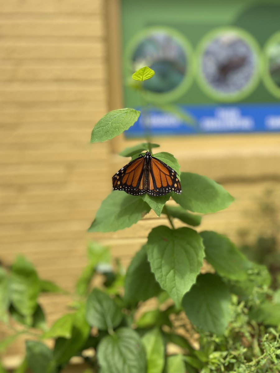 Butterflies teach us about transformation. Growth, struggle, and determination can lead to beautiful new things. #FridayVibes
