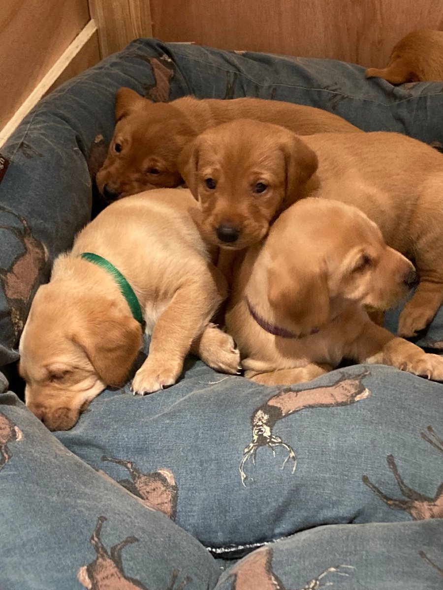 3 gorgeous boys 👀 for their forever 🏡

Message my awesome friend <a href="/mcleankerry73/">Kerry McLean</a> if interested.

Both mum and dad can be seen and we are lucky enough that they have let us choose a wee girl from the litter, we can’t wait!

They are all GORGEOUS!