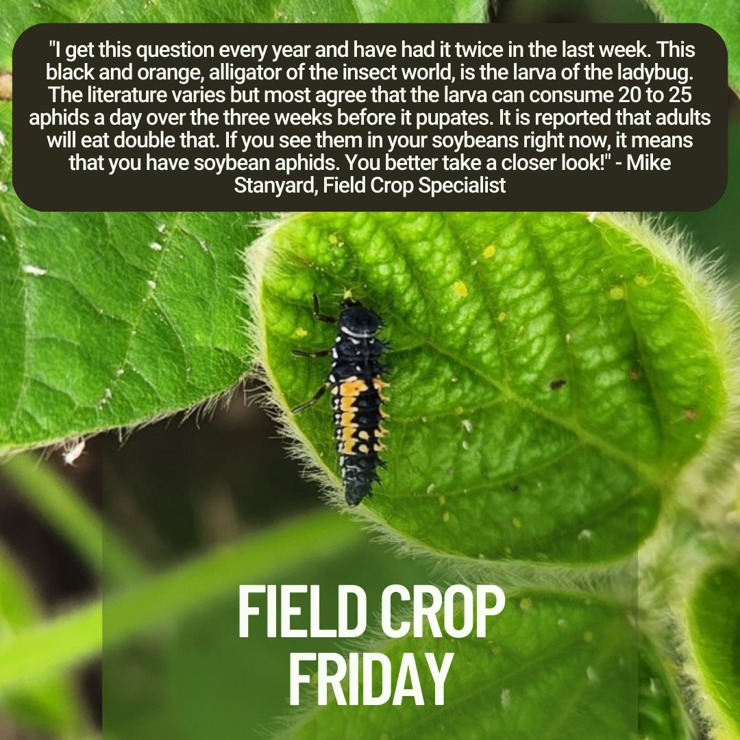 Happy Field Crop Friday! Visit our blog to read the other articles from this weeks Crop Alert! 
blogs.cornell.edu/nwny-dairy-liv…