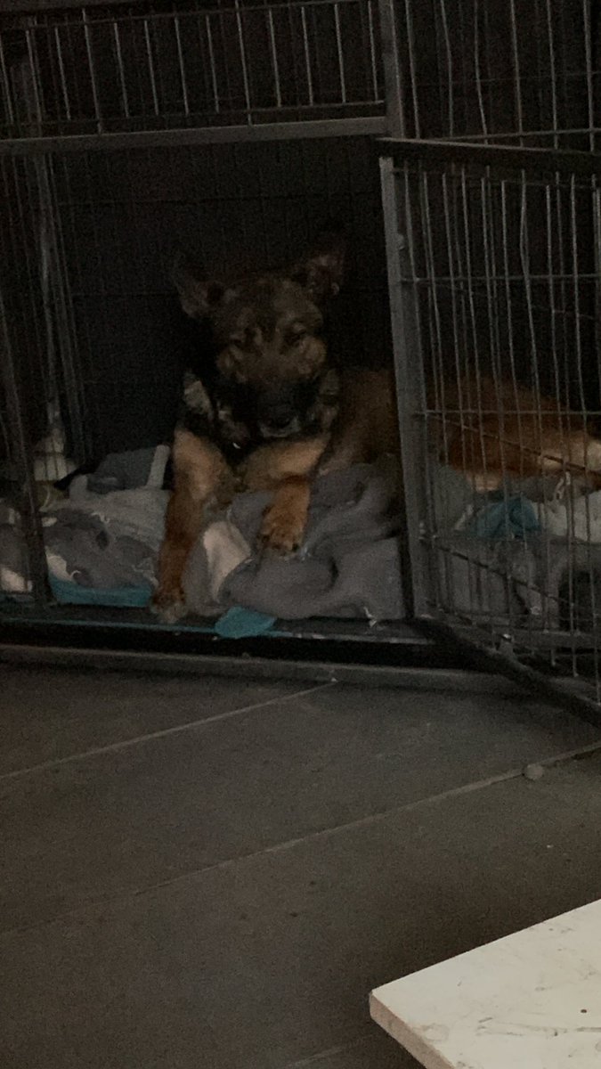_CCW_Tigchelaar's tweet photo. My girl Kara https://t.co/8zZQilEPEA
