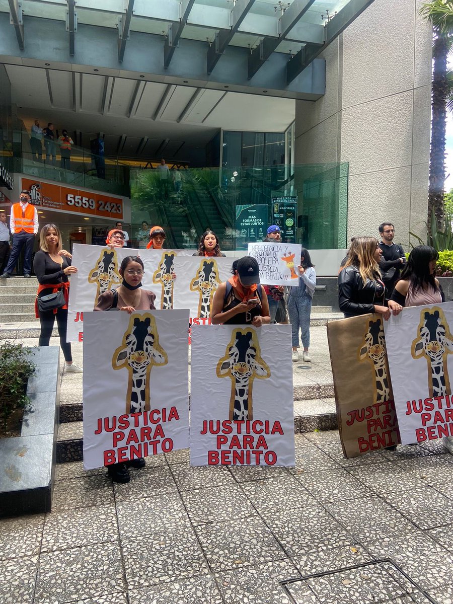 rbarriosfuentes's tweet photo. Pese a las solicitudes de activistas, la jirafa Benito sigue viviendo en un triste parque de Ciudad Juárez, Chihuahua.

Hoy, manifestantes exigieron a la Profepa (@PROFEPA_Mx) intervenir ante este caso de maltrato animal.

Los meses pasan y nadie actúa.

Foto: @luiscarloshdezv https://t.co/x6cNkltQ9f