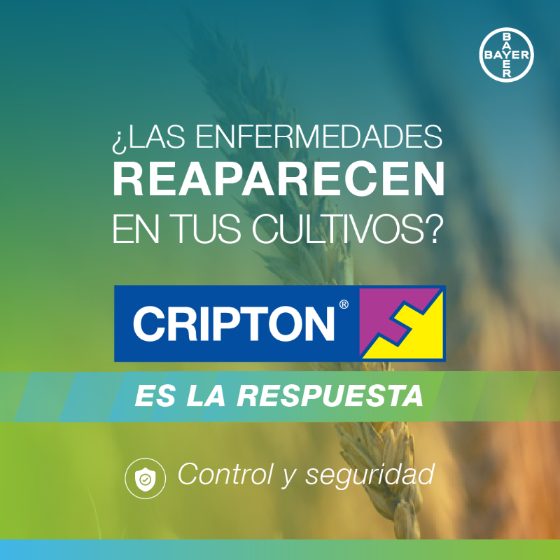 Bayer4CropsUY's tweet photo. ¿Querés mayor eficacia en el control de enfermedades?

Para tus cultivos de trigo y cebada 👉🏽 ¡Aplicá Cripton!

Es un fungicida que brinda mayor eficacia y además, es banda verde. #Innovación