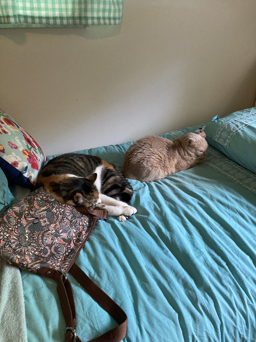 max_binx_dani's tweet photo. gal pals ❤️ (also Dani’s tail is almost back to normal and doing so much better!) https://t.co/Sa39QeFIU8