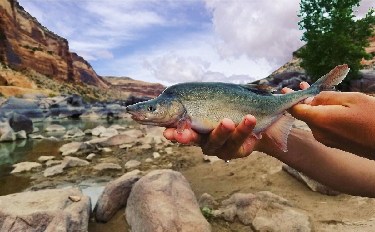 AmFisheriesSoc's tweet image. New paper in TAFS documents previously unrecorded population dynamics for a "new" Humpback Chub in western Grand Canyon, an Endangered Species Act-listed species whose abundance has dramatically increased in the past decade.  📸 @USFWS  bit.ly/43aTJ89