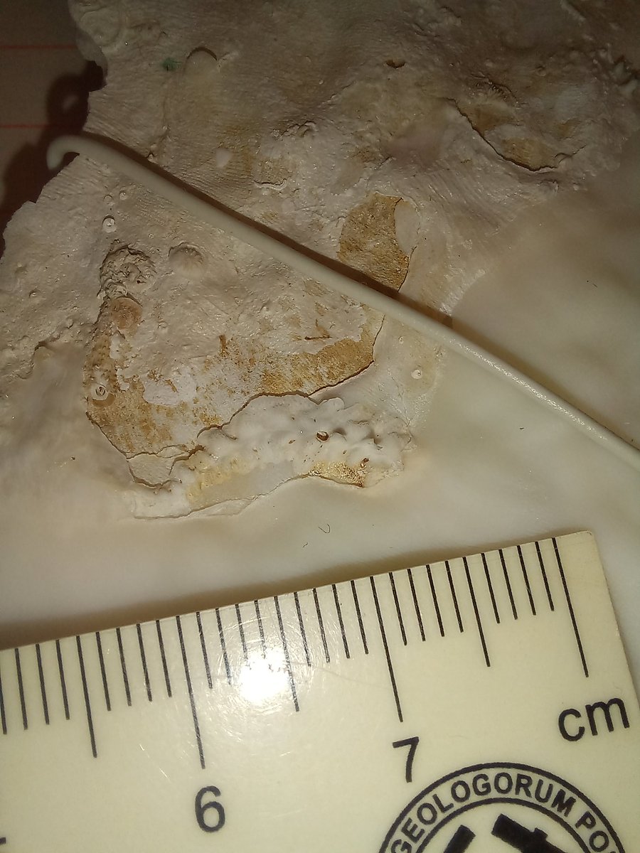 Mikołaj Zapalski (@mikozapalski) on Twitter photo #Mesophotic corals from <a href="/pimbongaerts/">Pim Bongaerts</a> collection <a href="/calacademy/">California Academy of Sciences</a> - amazing diversity of tiny epizoans!
<a href="/NCN_PL/">Narodowe Centrum Nauki</a> research grant on #Palaeozoic mesophotic coral ecosystems and their recent analogues. #Mesophotic corals from <a href="/pimbongaerts/">Pim Bongaerts</a> collection <a href="/calacademy/">California Academy of Sciences</a> - amazing diversity of tiny epizoans!
<a href="/NCN_PL/">Narodowe Centrum Nauki</a> research grant on #Palaeozoic mesophotic coral ecosystems and their recent analogues.