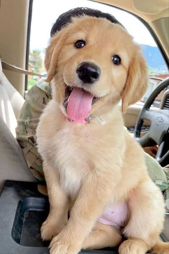 💖 (@twaniimals) on Twitter photo 