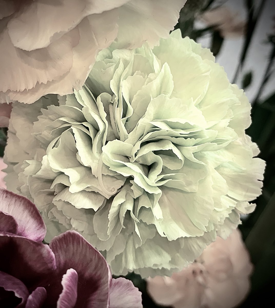 sb93pm's tweet photo. petals … https://t.co/pkD8NFmmOC