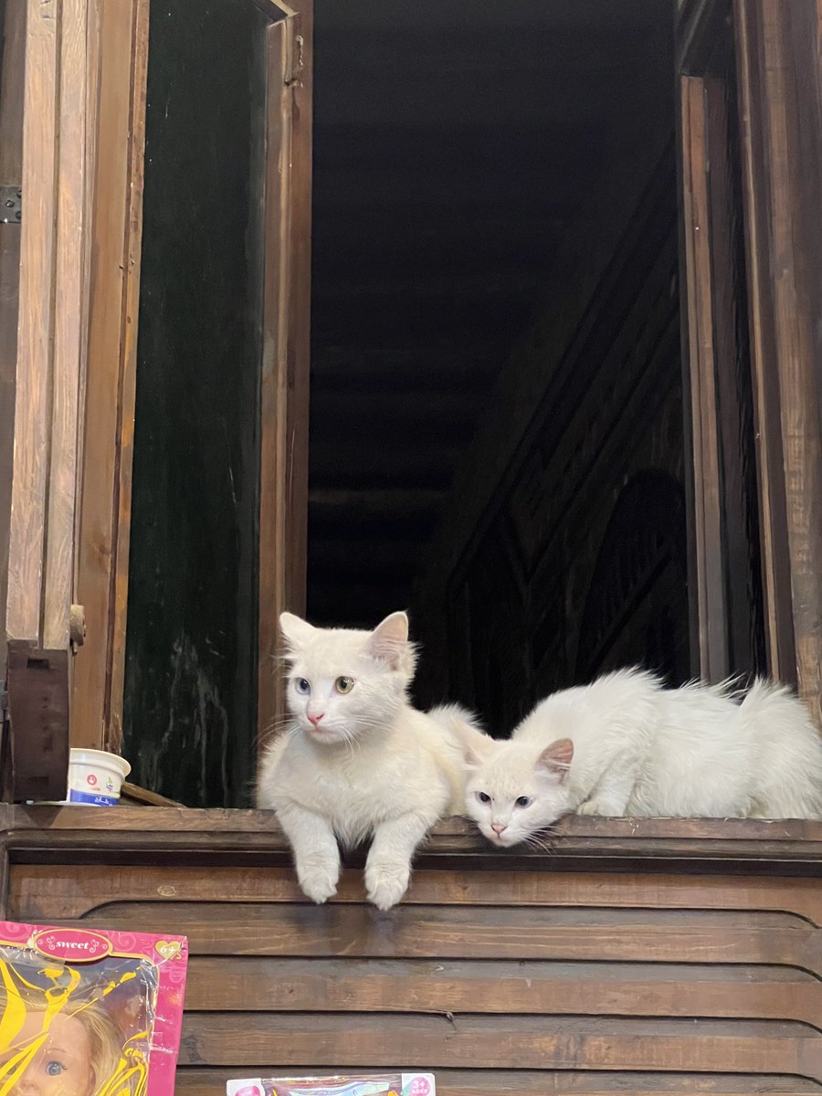 liiiinlin's tweet photo. something about animals sleeping/being comfy in the streets screams warm to me https://t.co/8wLqYMHMCM