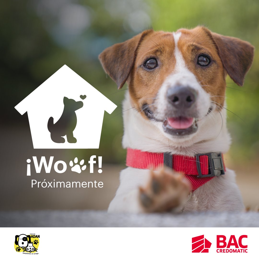 BAC_Nicaragua's tweet photo. 🎉 ¿Sabías que estamos próximos a celebrar un día muy especial? 🐾

🐶❤️ Estamos emocionados de festejar juntos Fundación Adán el amor incondicional que nuestros peluditos nos brindan cada día. ✨

 Te invitamos a estar pendiente de nuestras redes 🤝

#BACApoyo https://t.co/OoZRyiYkXk