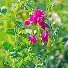 arobasq's tweet photo. 7-7-23 #Messidor18🗓️ Républicain jour de #Gesse plantes annuelles ou vivaces grimpantes surnommées « pois » dans le langage courant. fourrage 🧑🍳 utilisées comme plante de survie grâce à leurs feuilles (crues, elles ont un goût de petit pois ou cuites de lentilles. https://t.co/JFUF6ID3Qd