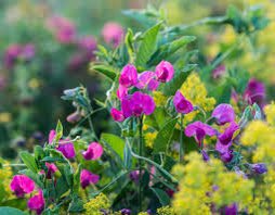 arobasq's tweet photo. 7-7-23 #Messidor18🗓️ Républicain jour de #Gesse plantes annuelles ou vivaces grimpantes surnommées « pois » dans le langage courant. fourrage 🧑🍳 utilisées comme plante de survie grâce à leurs feuilles (crues, elles ont un goût de petit pois ou cuites de lentilles. https://t.co/JFUF6ID3Qd