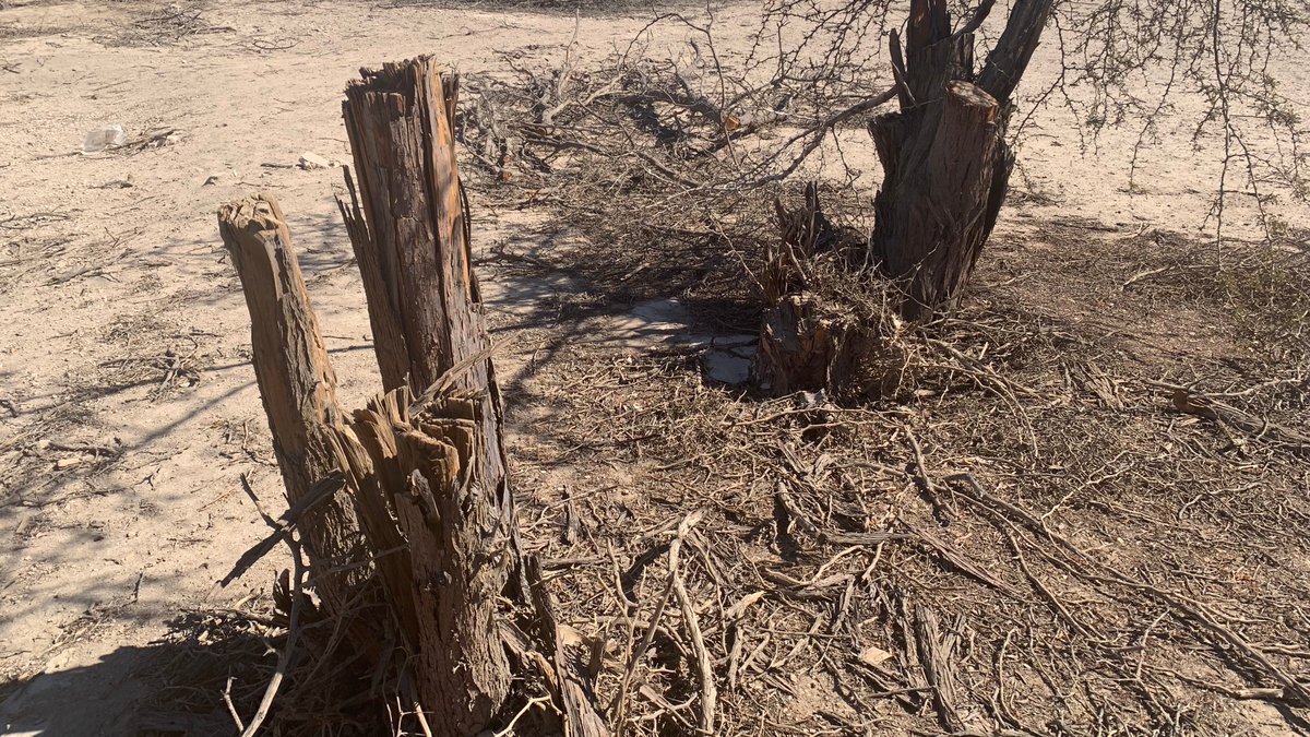 conaf_minagri's tweet photo. 📌En últimos operativos de fiscalización realizados por funcionarios de @conaf_tarapaca en predios forestales, en la localidad de La Tirana, se detectaron talas irregulares de tamarugos destinados para la elaboración de carbón

Detalles en nuestra web 📲💻
https://t.co/2ozb4250TU https://t.co/3n3zkq6Pcb