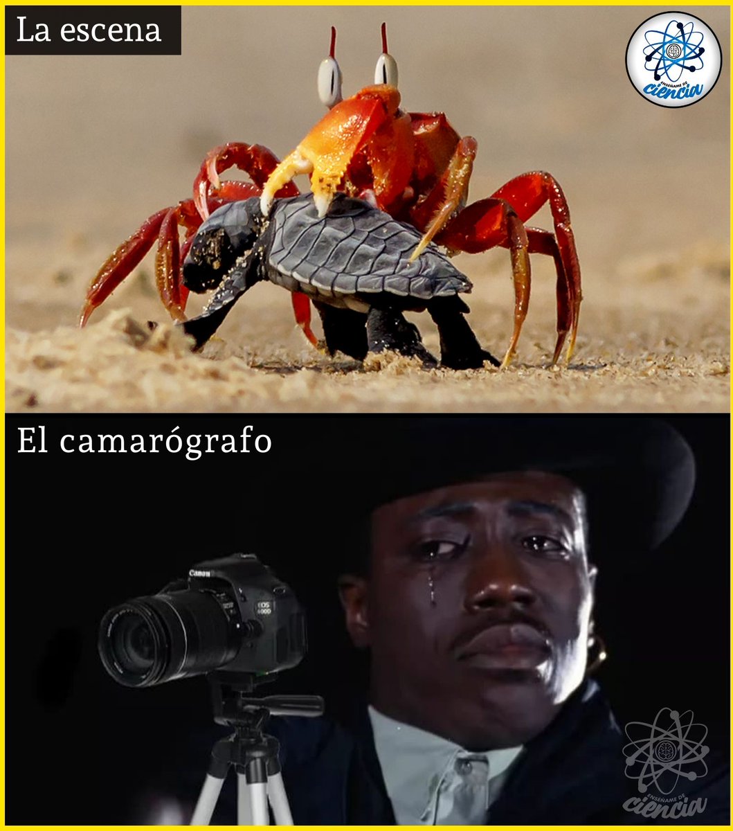 EnsedeCiencia's tweet photo. La escena ⬆️ En su camino por llegar al mar, miles de tortugas bebés que apenas salieron de sus huevos, son devoradas vivas en la playa por cangrejos y aves.

El camarógrafo de Animal Planet que no puede alterar el orden natural de las cosas ⬇️ https://t.co/mRaE9fUuOl