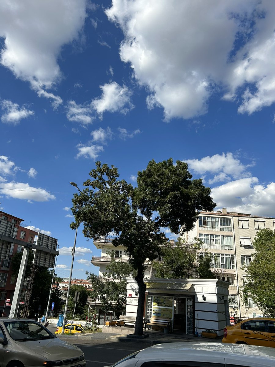 ebrusakar's tweet photo. Bazı ağaçlar çok mu #aşk ❣️yoksa bakan gözde mi aşk? Gönlü bu işin neresine koymalı peki? #iyigeceler https://t.co/KMuKDeyEux