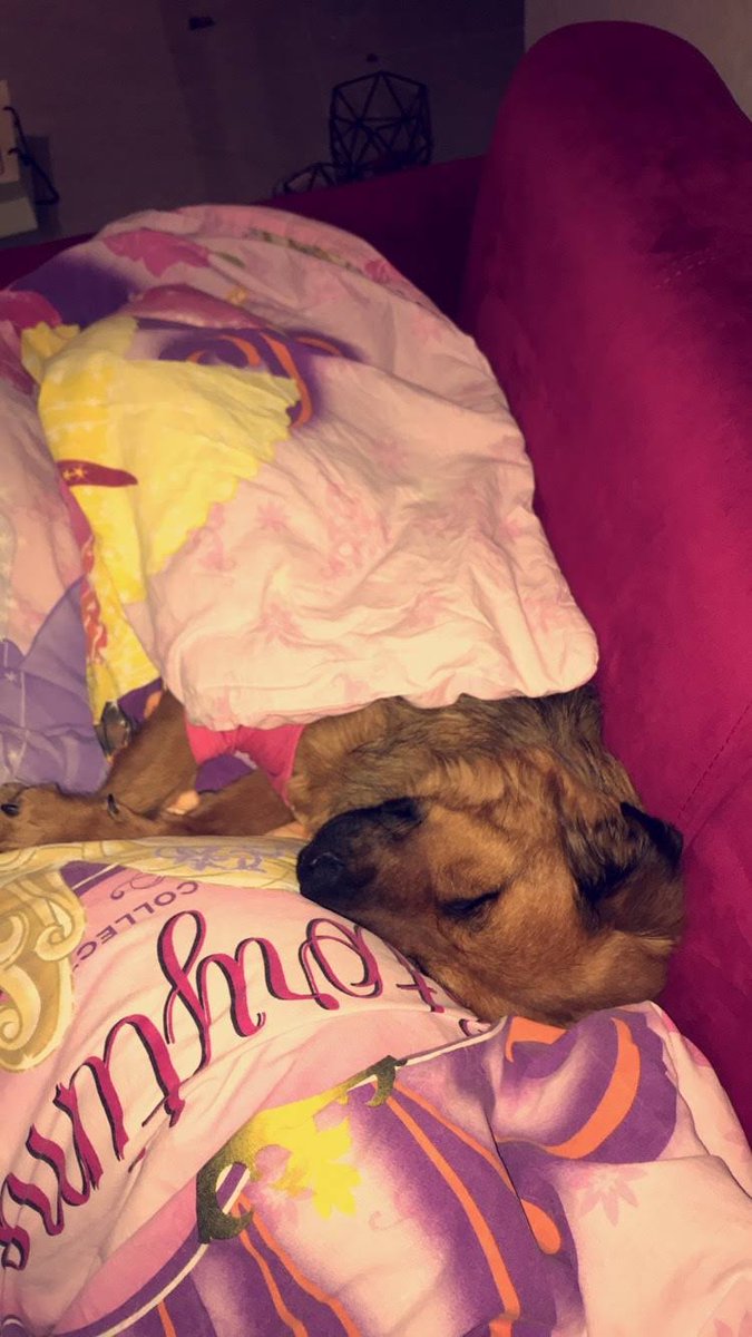 Kivilimonata's tweet photo. Maya’nin eve ilk geldigi gun. 3 gun burada yatti, tuvalete cikaramadim. Veterineri aramistim bi hastaligi mi var diye oysa ilk kez dunyayla bas etmeden uyuyormus. https://t.co/uxOuzIc51v