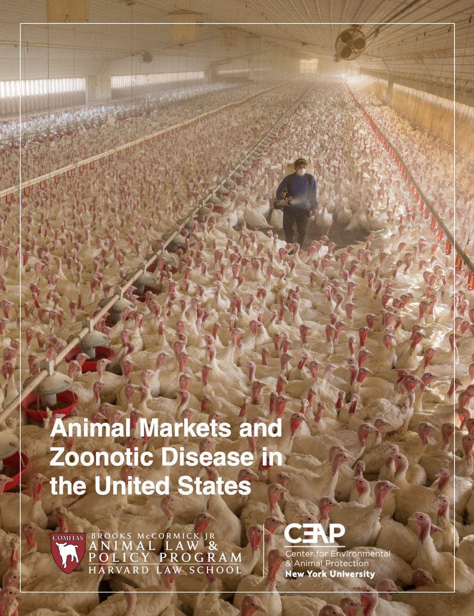 PreventingPand's tweet image. New report reveals that US animal industries could trigger the next #pandemic. 

High-risk human-animal interactions in industrial animal agriculture, fur-farming, zoos, and other animal industries can lead to zoonotic #spillover, outbreaks, and pandemics.
animal.law.harvard.edu/wp-content/upl…
