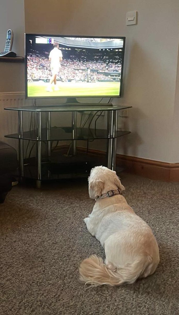 lolscott42's tweet photo. Dotty's a big #NovakDjokovic fan.  🎾 🐕 https://t.co/gd8dH9CBjT