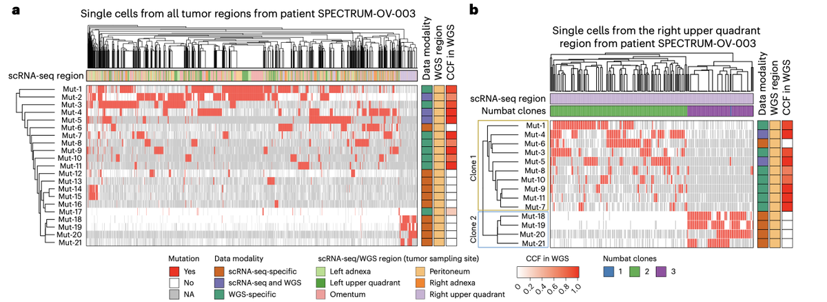 simocristea's tweet photo. 🚨comp bio folks: update your priors & add a new algorithm to your toolbox!

You can now reliably call somatic mutations in scRNAseq/scATACseq data without a refernce, thanks to a new great tool just out.

Why does this matter?
How does it work?
When/where can you use it?
👇

0. For interested non-experts
single cell RNA sequencing data (scRNAseq) is everywhere by now. To understand cancer evolution for example, lots of different tumor types (e.g. pre-malignant/primary/metastasis) and conditions (s.a. pre/mid/post treatment, and others) have been profiled. scRNAseq offers information primarily on the gene expression state of the cell (its transcriptome). In addition to mRNA abundance, scRNAseq also contains the actual sequence of the transcriptome, making it appealing to also identify point mutations (mismatches compared to reference). But technical limitations make this important task quite difficult, and essentially only possible when matched DNA (bulk or single cell) for the sample sample exist.

1. Why is this so relevant?
Inferring point mutations from scRNAseq/scATACseq is appealing from at least 2 main reasons:
- single cell point mutations are extremely relevant for understanding the phylogeny and evolution of both normal tissue (e.g. during development) and cancers
- the inferred point mutations would offer a second mode of omics information in the same single cells for which expression information is also available. This essentially mimics multi-omics single cell data for free 🤯.

2. About the new tool
SComatic computes base counts for every position of the genome across (a priori-identified) cell types from the same individual, using the assumption that somatic mutations are only present in cell types from the same differentiation clade, whereas germline mutations are widespread. More specifically, the tool follows these steps:

2.1. Annotate cell types with e.g. markers (or your favorite method)
2.2. Split alignment (BAM) files into cell-type specific BAMs
2.3. Structure base count information per split cell type-specific BAM into a matrix
2.4. Compute beta-binomial tests for every cell type and position in genome, parameterized using non-cancerous samples
2.5.  Further filter mutations to retain only the somatic ones, using: i) the frequency of the mutation, ii) a panel of normals (PONs), and iii) a-priori information on the bases themselves.

3. Validation and performance
Tested on 10X scRNAseq & matched WES data, the new method shows high concordance between the mutations detected in scRNA-seq by SComatic and WES. Interestingly (and expected), in a sample with high genetic heterogeneity, both WES and scRNAseq alone identify mutations that the other data types doesn't find.

SComatic shows much higher precision & F1 scores than alternative pipelines for calling scRNAseq point mutations. Other methods do have better sensitivity, which is important to note, as different tools might be different for other applications.

Mapping the identified mutations in cancerous samples to mutational signatures highlights cancer-related processes, further increasing the confidence in SComatic's mutation calls.

On hypermutated samples (MMR-deficient tumors), SComatic's mutation calls are more biologically-relevant than those of alternative methods, as assessed by the distribution of the identified mutational signatures.

4. Non-cancerous tissues
SComatic has also been tested on samples with low mutational burden: myeloproliferative neoplasms, as well as normal tissues with high expected genetic heterogeneity (e.g. polyclonal tissues): 78 scRNAseq samples from 6 heart regions across 14 donors. The mutational burdens in cardiomyocytes estimated by SComatic were comparable to those estimated using single cell whole genome sequencing (WGS).

Another interesting application on non-neoplastic tissue used scATACseq data: 500.000 cells from 66 samples from 24 tissues. The distribution of called single cell mutations in scATACseq was quite different from scRNAseq, and most mutations mapped to intergenic (32%), promoter (19%) and intronic regions (18%). Quite interestingly, ductal cells showing the highest mutational rates.

In line with previous reports on mutations in normal tissues, this paper does find mutations in non-neoplastic cell types from both cancer and non-neoplastic samples, but with overall low (<0.2) mutant cell fractions.

This research direction is exciting and very relevant, as it allows diving deeper into the clonal landscape of normal tissues of different cell types, using the wealth of existing scRNAseq/scATACseq data. This has implications for cancer prevention and early detection and management.

5. Cancer heterogeneity
Lastly, SComatic was used to reconstruct the clonal heterogeneity in multi-region scRNAseq data from ovarian cancers (with clones identified using copy number alterations). Clonal assignments based on somatic mutations and somatic copy number data were highly concordant. This is quite impressive, showing that mutual exclusivity and co-occurrence analysis of mutations at the single-cell level is now possible, combined with inferred transcriptomic states in the same single cells.

That's a wrap!

Here is the link to the paper, out in @NatureBiotech:
https://t.co/VkShZfOzMA

And here's the link to the tool
https://t.co/Jq6TmR4115

Congrats & thanks to all the authors led by @isidrolauscher  

👏👏👏