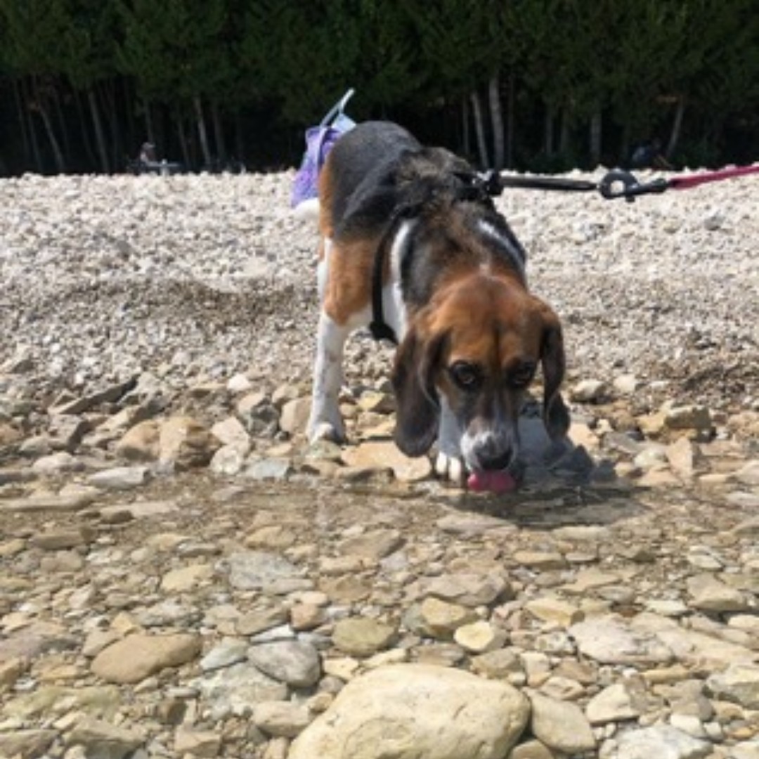 pucvm's tweet photo. Watch your pups carefully while swimming in ponds and lakes!
For safety tips, follow this link: https://t.co/KAHfL6OPtc
#PurdueVetMed #PurdueCVM #PurdueDVM #summer #petsswimming #petsafetytips #animalhealthtips https://t.co/zs17c78PfU