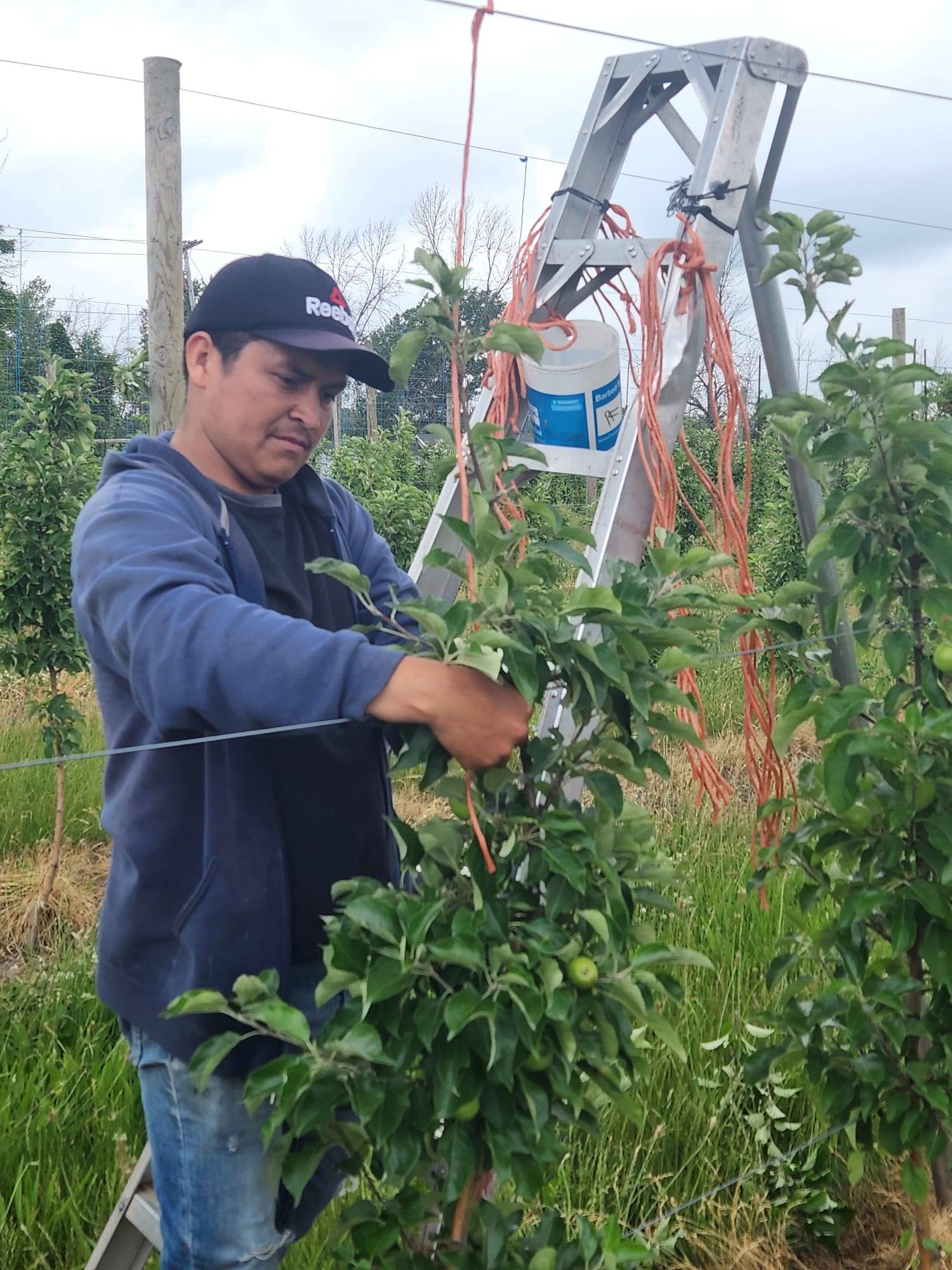 United Farm Workers On Twitter Valentin Is Working In The Apples In united-farm-workers-on-twitter-valentin-is-working-in-the-apples-in