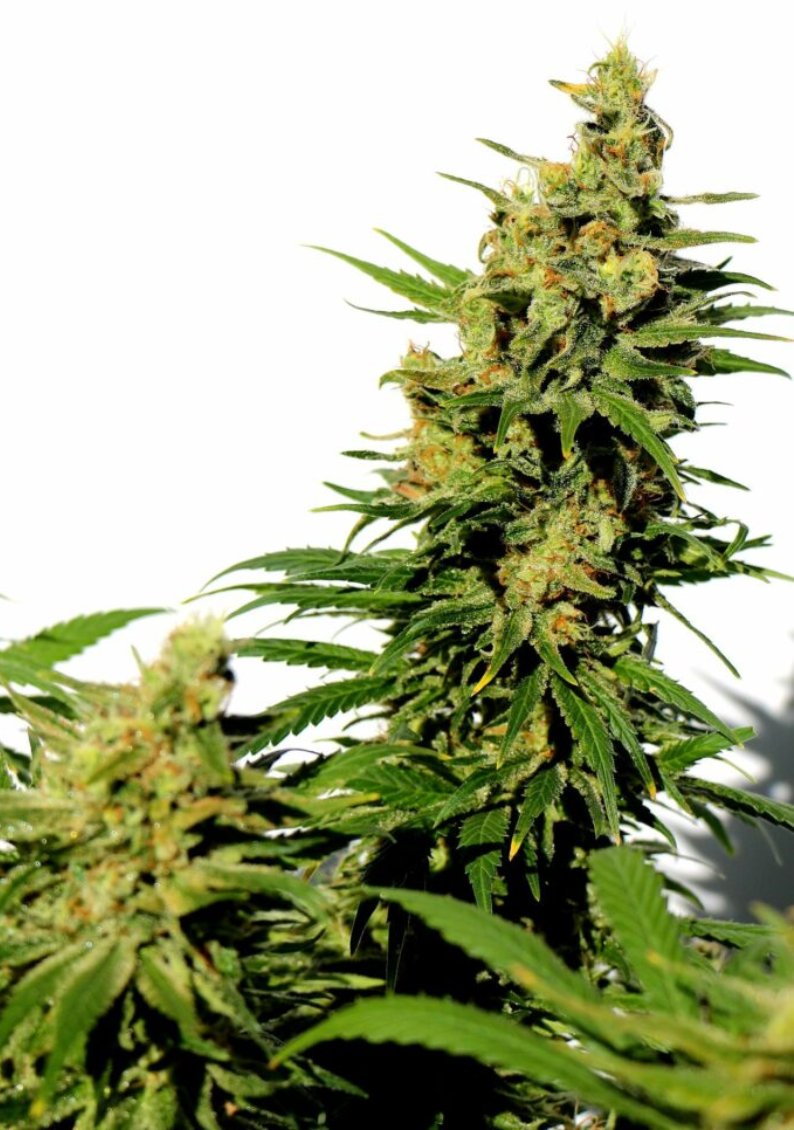KannabiaSeedsUS's tweet photo. BCN DIESEL #CBD by #KannabiaSeeds 🌱💚🌿⚕️ @KannabiaSeeds @IntKannabia
Fem ♀️
#CBDSeeds 

Especially recommended for pain, to regulate sleep and anxiety, and also for alleviating the side effects of chemotherapy treatments 😷💊

ℹ️ #BCNDieselCBD #seeds ➡️ 
https://t.co/8Aqh31hSzC https://t.co/QfX2klBIMF