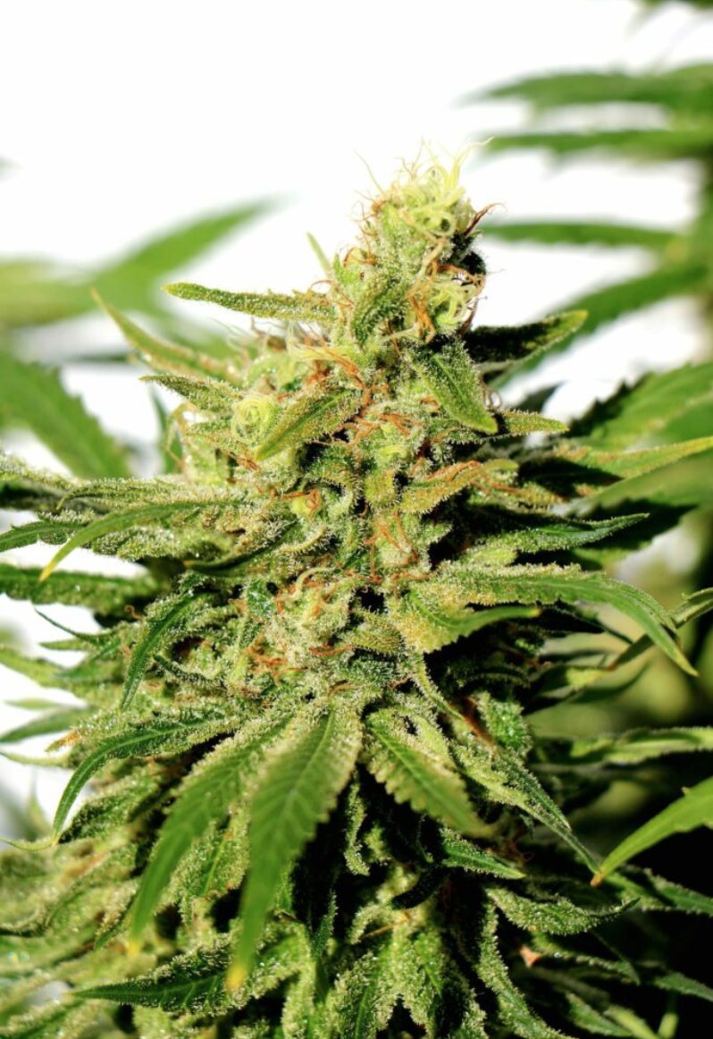 KannabiaSeedsUS's tweet photo. BCN DIESEL #CBD by #KannabiaSeeds 🌱💚🌿⚕️ @KannabiaSeeds @IntKannabia
Fem ♀️
#CBDSeeds 

Especially recommended for pain, to regulate sleep and anxiety, and also for alleviating the side effects of chemotherapy treatments 😷💊

ℹ️ #BCNDieselCBD #seeds ➡️ 
https://t.co/8Aqh31hSzC https://t.co/QfX2klBIMF