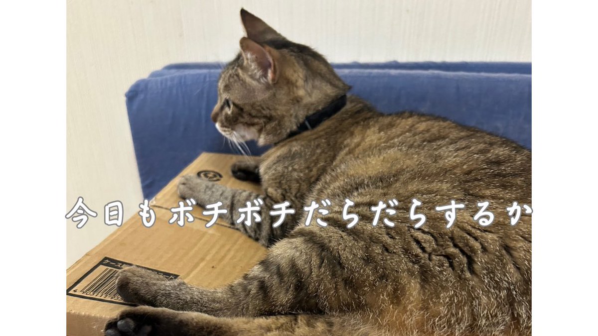 あいか保護猫ママ (@aikanyanko) on Twitter photo 