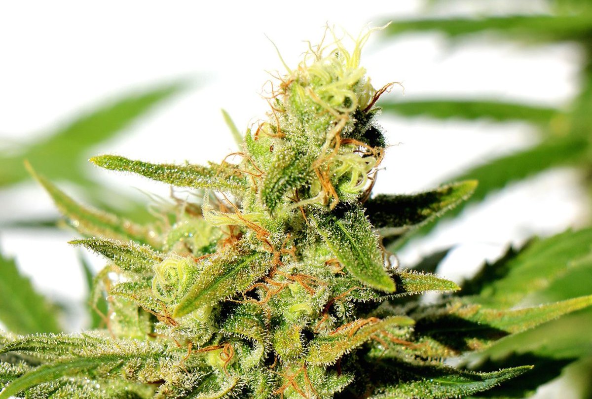 KannabiaSeedsUS's tweet photo. BCN DIESEL #CBD by #KannabiaSeeds 🌱💚🌿⚕️ @KannabiaSeeds @IntKannabia
Fem ♀️
#CBDSeeds 

Especially recommended for pain, to regulate sleep and anxiety, and also for alleviating the side effects of chemotherapy treatments 😷💊

ℹ️ #BCNDieselCBD #seeds ➡️ 
https://t.co/8Aqh31hSzC https://t.co/QfX2klBIMF