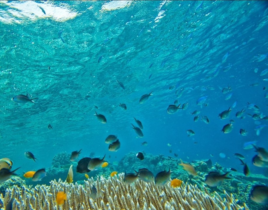 InvestorJohnuk's tweet photo. @1James1n1 This is my portfolio this year each fish represents an underwater holding! 🤣 https://t.co/cP4w7xX0FS