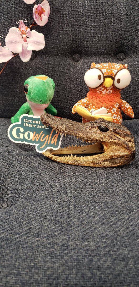 Hey <a href="/WyoLibraries/">Wyoming State Library</a>, my menagerie's gone WYLD