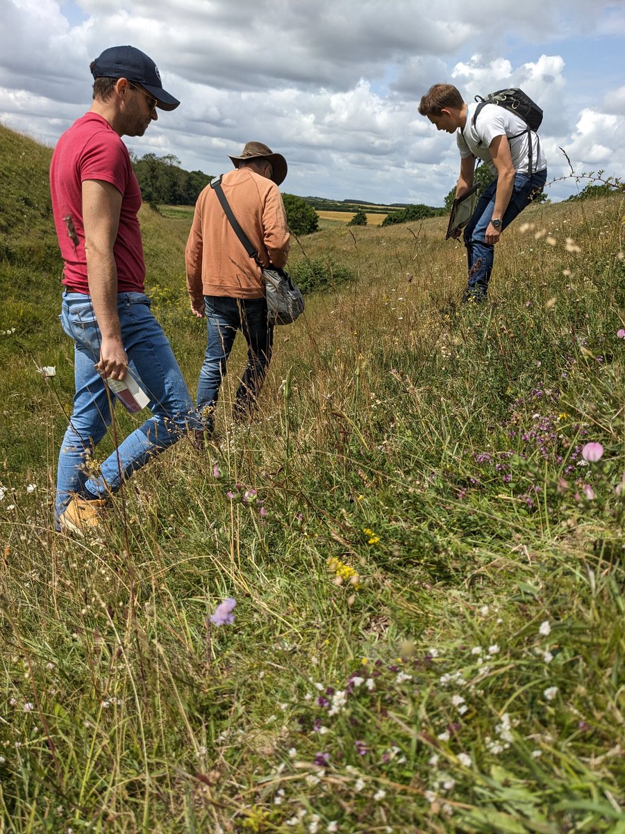 Susie_WFE's tweet photo. We had a little time out for botany training @WFEcology this week. Hoary plantain in flower &amp; squinancy wort from the lovely Warham camp. What a treat. https://t.co/dnKp6h6EAI