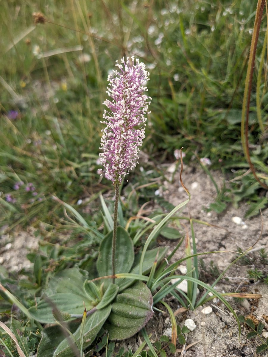 Susie_WFE's tweet photo. We had a little time out for botany training @WFEcology this week. Hoary plantain in flower &amp; squinancy wort from the lovely Warham camp. What a treat. https://t.co/dnKp6h6EAI