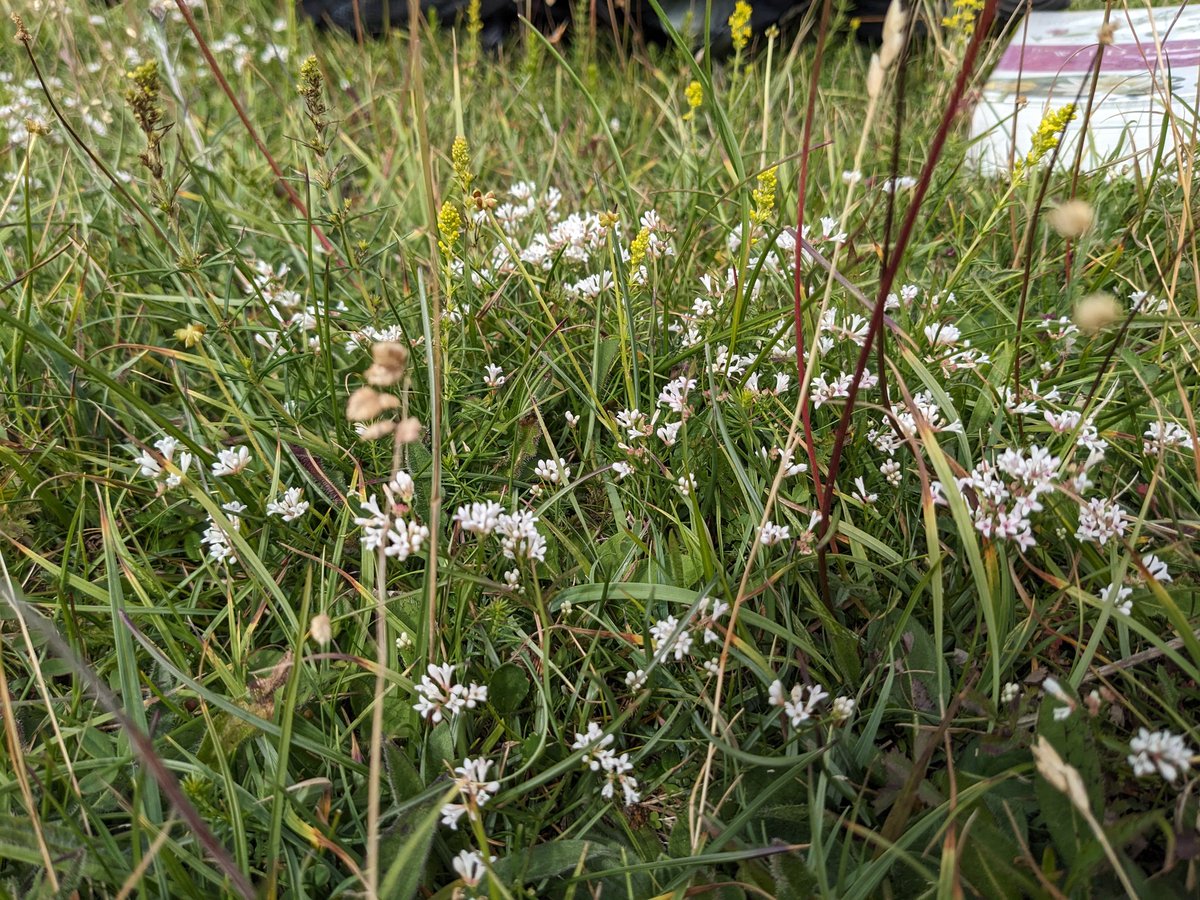 Susie_WFE's tweet photo. We had a little time out for botany training @WFEcology this week. Hoary plantain in flower &amp; squinancy wort from the lovely Warham camp. What a treat. https://t.co/dnKp6h6EAI