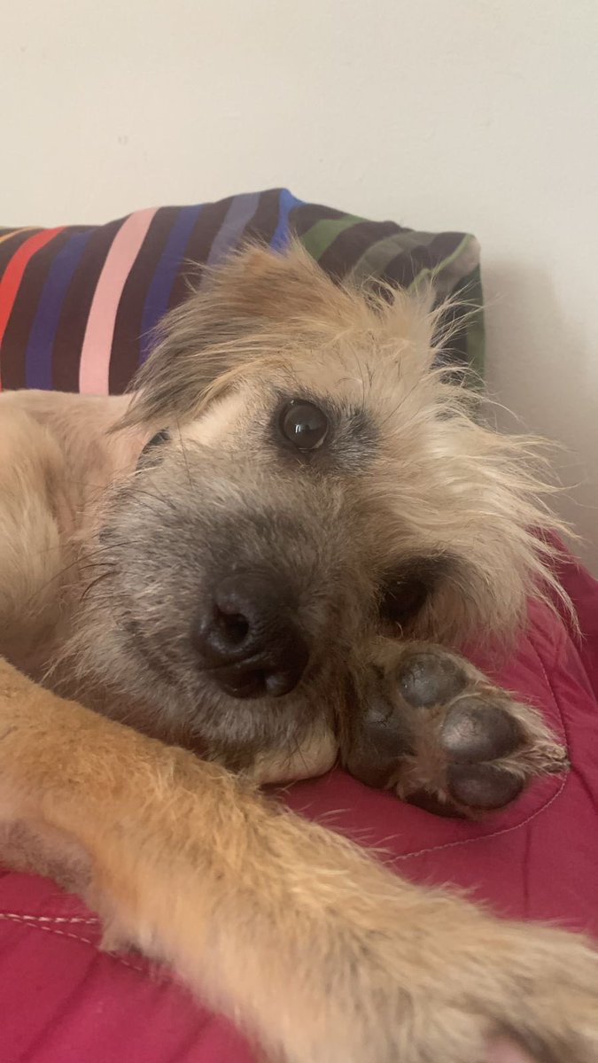 HELA_MORE's tweet photo. Hola! Soy Rocket 🤍
Mi anterior familia me echó a la calle 🥺,Hela me rescató y @kurchenkat me está dando hogar temporal 🌻
Necesito una familia que me ame muchísimo y me cuide con todo su corazón ♥️ 
¿Me adoptas ? 🥹🙏🏼
Estoy en Ciudad de México 🇲🇽 https://t.co/622P8KXWsb