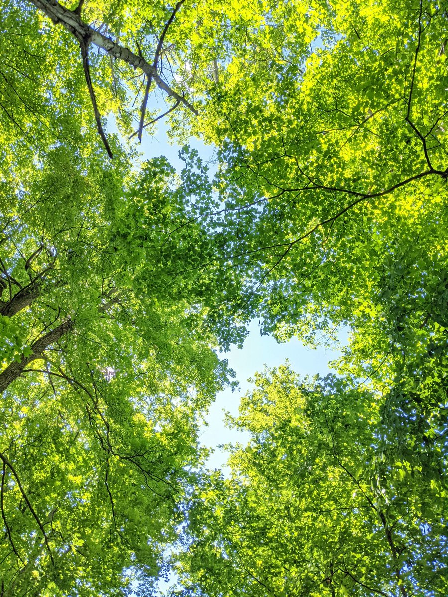 HamiltonNature's tweet photo. We challenge you to get outside this weekend and find a new-to-you species! 🔎
Head outside and observe. Listen for unfamiliar bird calls, smell the freshly bloomed flowers, look for bugs in leaf litter, feel the bark of an old tree. What did you find? #HamOntBiodiversity https://t.co/Wq7BAzAEFC