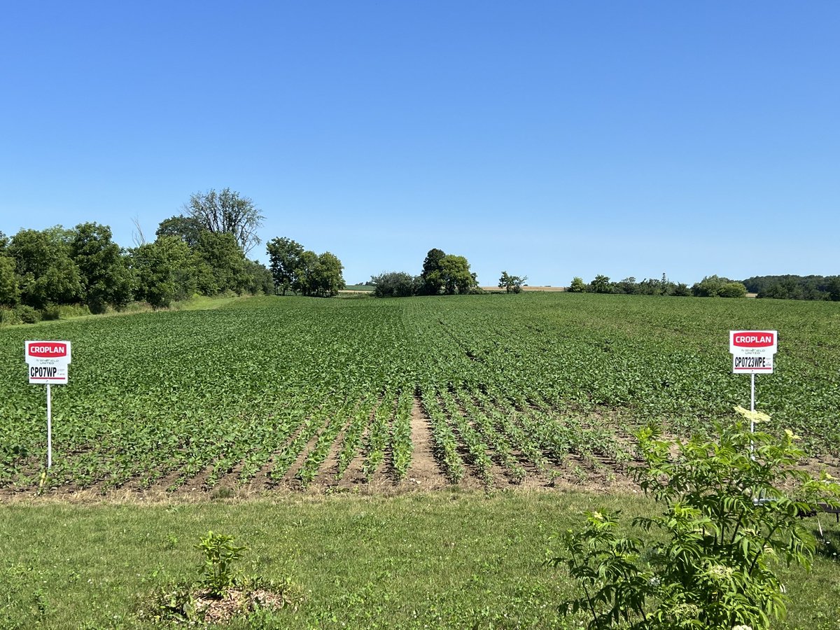 HargreavesRyan1's tweet photo. These #CROPLAN #WinPak soybeans are really taking advantage of the recent rains we’ve been getting north of Hensall ON, #Grow23 https://t.co/nifoaVKg5A