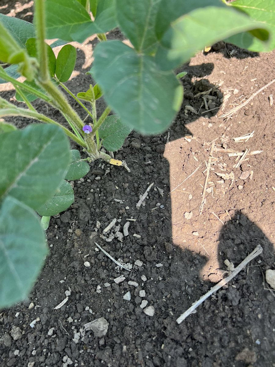 HargreavesRyan1's tweet photo. These #CROPLAN #WinPak soybeans are really taking advantage of the recent rains we’ve been getting north of Hensall ON, #Grow23 https://t.co/nifoaVKg5A