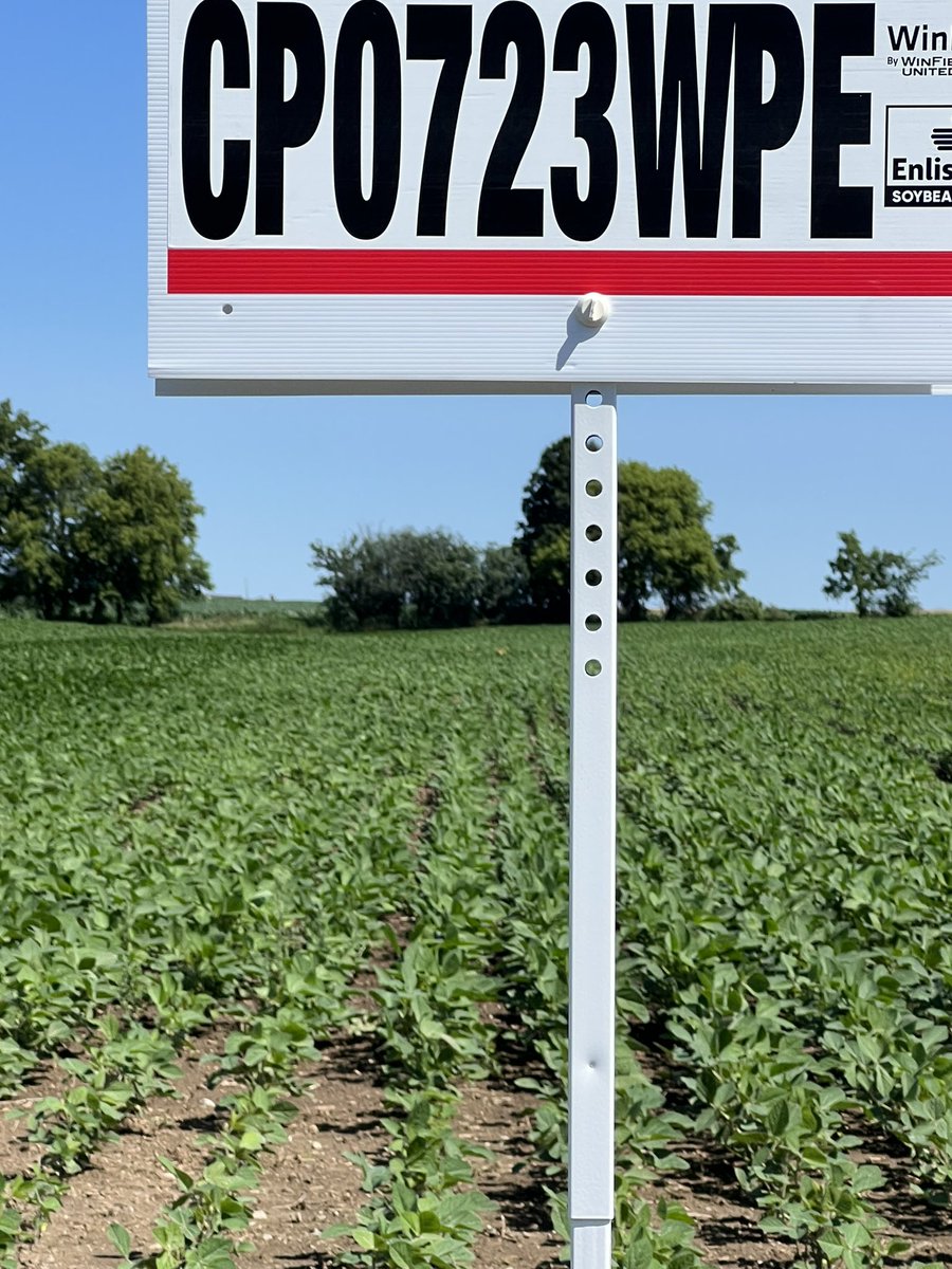 HargreavesRyan1's tweet photo. These #CROPLAN #WinPak soybeans are really taking advantage of the recent rains we’ve been getting north of Hensall ON, #Grow23 https://t.co/nifoaVKg5A