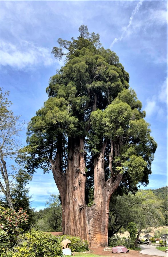 Night Thoughts and Remembrance The power and beauty of nature are priceless.💚🌲🌳☘️🌿🌱🍀💚 This huge redwood tree is called the Grandfather Tree and is 1800 years old. It is 265 feet tall and 24 feet in diameter and is located in Northern California. Netfund