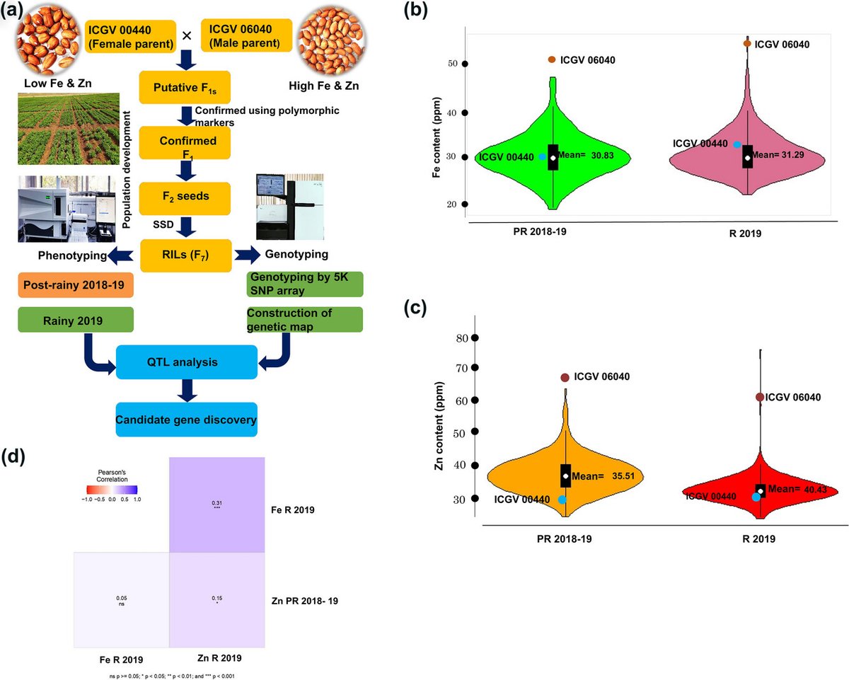 🌱🥜 Genetic mapping identifies major main effect QTLs and candidate genes for accumulating Fe and Zn contents in groundnut seeds📚Read the full article here: shorturl.at/akzL4 📖 @Manishpandey99 @rajvarshney @ICRISAT @coeingenomics @MU_CCFI_Biotech #ResearchMatters