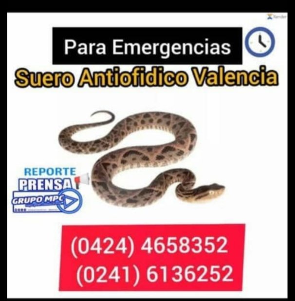 CHOCO_TACHIRA's tweet photo. Qué se debe hacer en caso de ser mordido por una serpiente?

Calmarse y ponerse en reposo

Limpie la zona mordida con jabón para desinfectarla

No usar torniquete

Mantenerse hidratado

Inmovilice la extremidad mordida

NO colocar compresas frías o hielo

De inmediato al hospital https://t.co/gP00Vn2VSh
