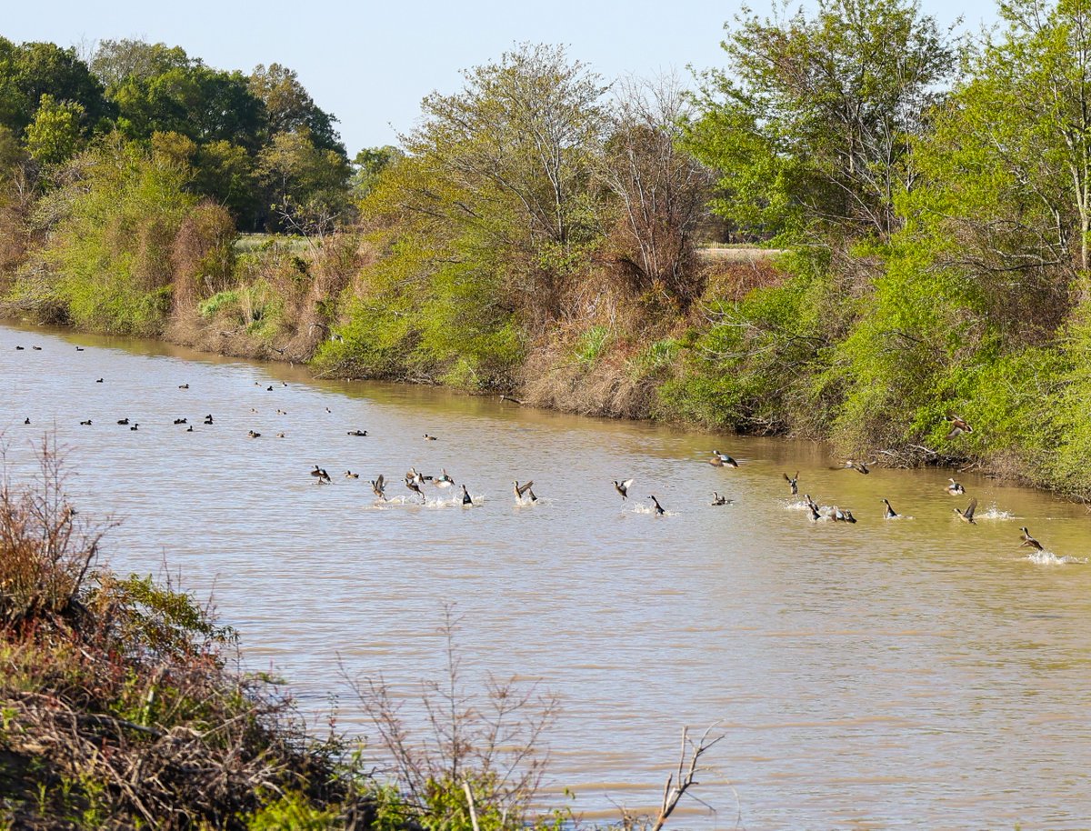 ArkAgResearch's tweet photo. We are thankful for water sources that keep crops hydrated. The L'Anguille River is located on the west border of the @NEArkRice farm. This river is the heart of the irrigation system throughout the station. #ARice #ARSoybean #Irrigation https://t.co/GCFPqXAZoE