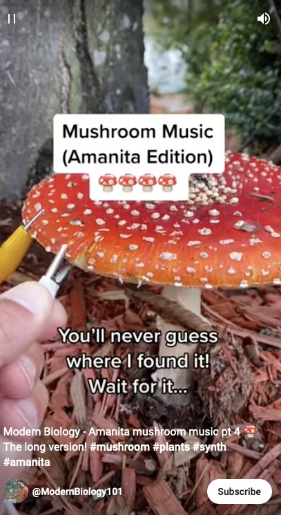 JohnMar77301444's tweet photo. Modern Biology - Amanita mushroom music pt 4 ๐ The long version! #mushro... https://t.co/uZ1C7LHprC via @YouTube
#MusicalExperimentation #Synth #PsychedelicScience #MindExpansion #Trippy #CosmicSounds #NYC #Brooklyn #Queens #Bronx #StatenIsland #LongIsland #WashingtonDC #USA https://t.co/A9YWCKzTlM