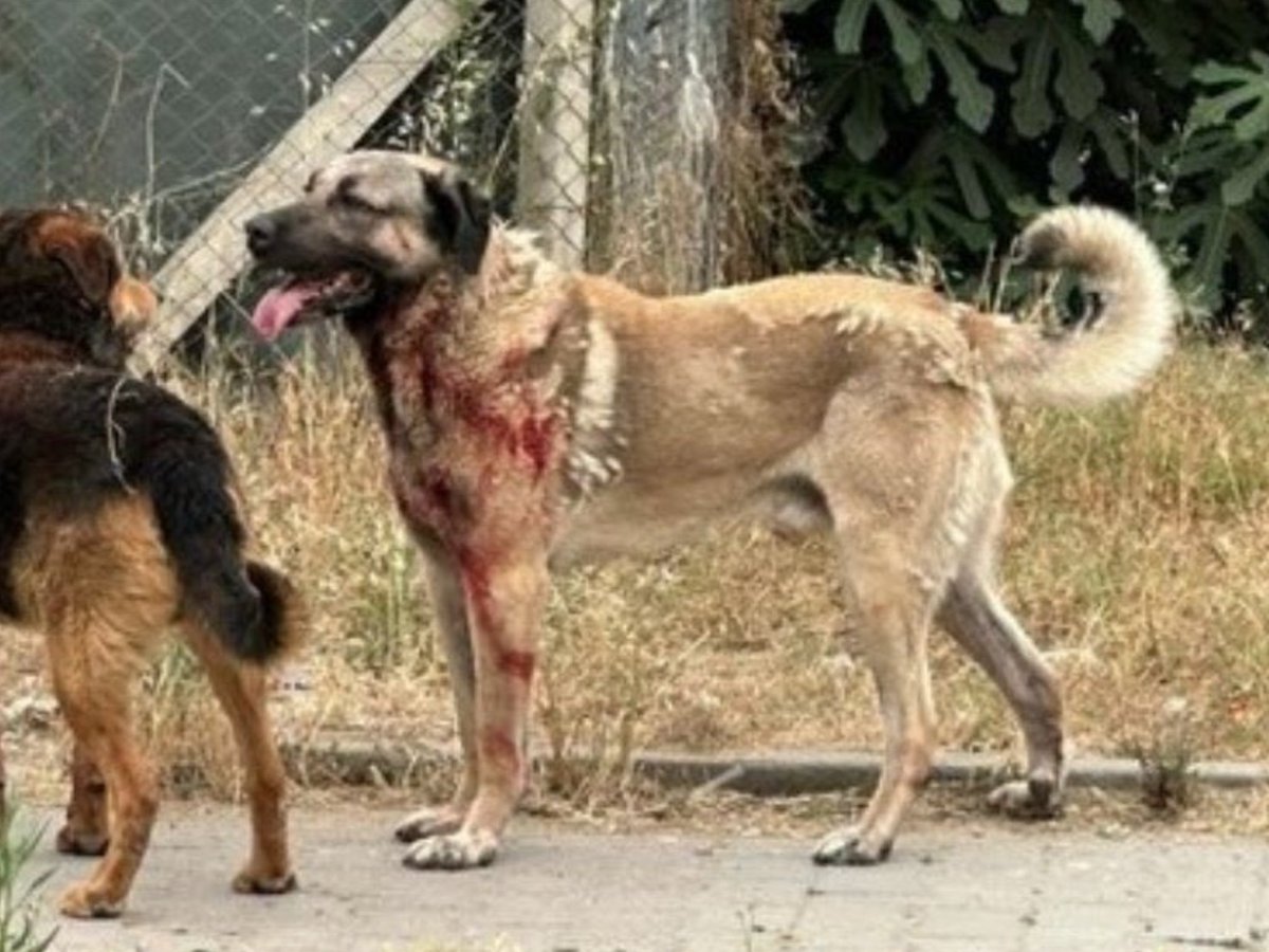 savk1926's tweet photo. Bu köpeğin aynısından Yaşamkent’te evimin çevresinde 40 tane var. @cankayabelediye ‘sine yıllardır yazıyorum toplamıyorlar. Bu köpeklerin tüyleri de böyle insan kanıyla lekelendiğinde sorumlusu toplamayandır. #KöpekTerörü’ ne son. https://t.co/vm3TrvjeXy