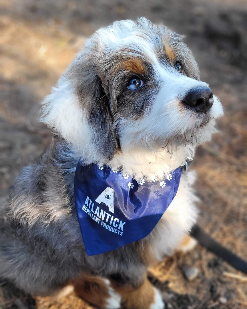 This gorgeous pup is hitting the trails in style, all while staying safe from dangerous ticks! 📸 Don't forget to tag us in your photos - we love to see our costumers using our products in their daily lives!