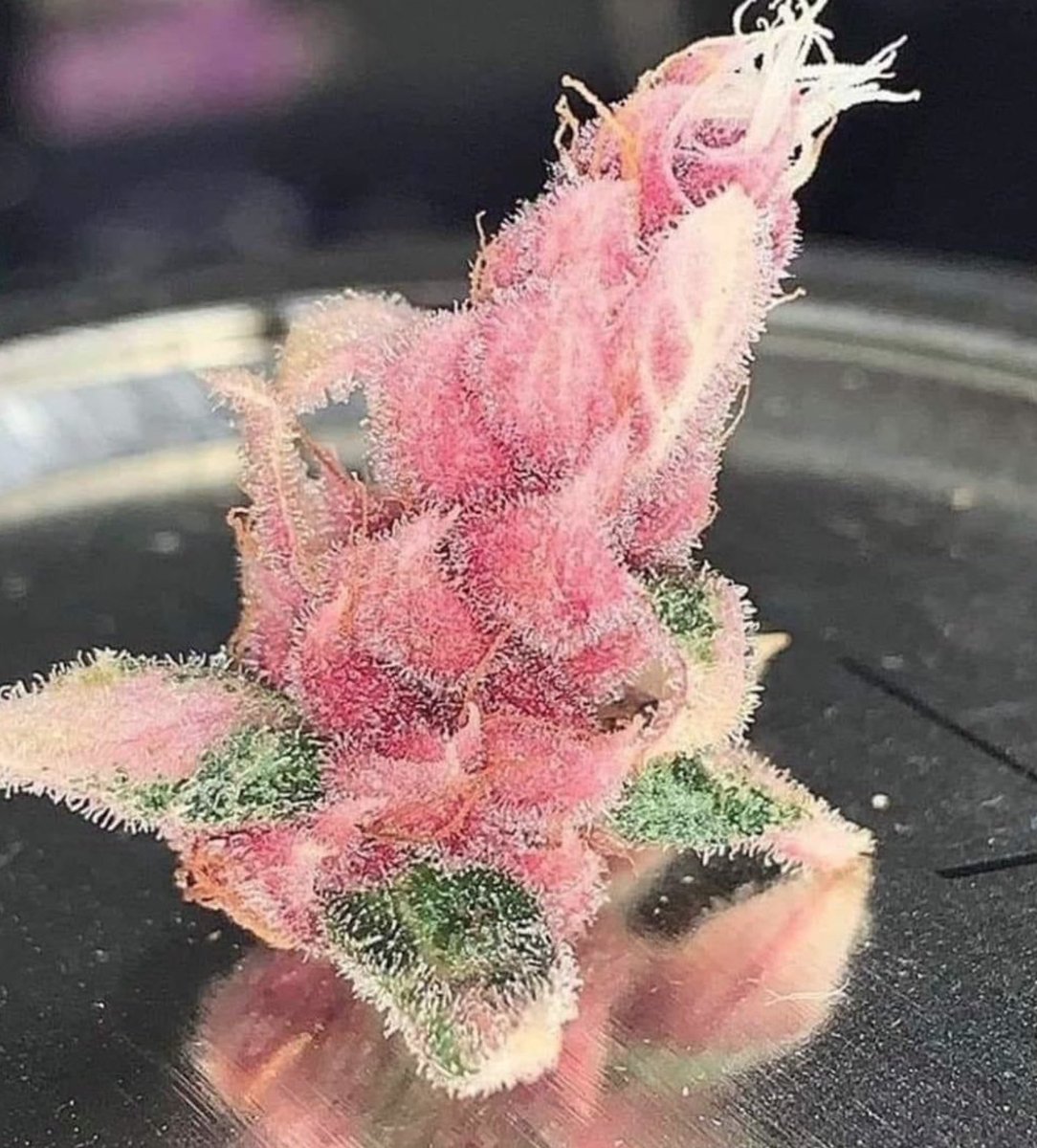 Cannabis Training University tweet media