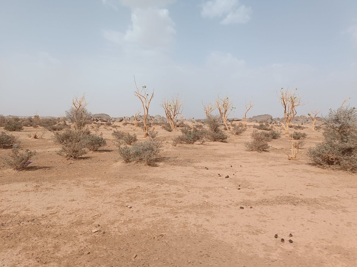 InZawnaker's tweet photo. #Azawad
#Kidal
#Adjelhock Taghlite
#adrardesiffoghas #Azawad #Adagh #désert #Tegharghar #Ténéré #Kidal #AmasNadagh #Sahara 🏜️📸
#FreeAzawad https://t.co/zEm5kBMVsz