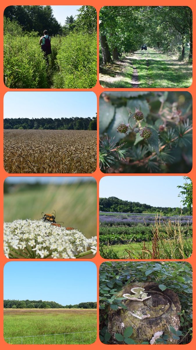 CoolsGreetje's tweet photo. #Ursel #Keigat #Wandelen #Knooppunten #Netelvuur #Troostplek #Landelijk #Rustig #GoedGezelschap #Zomerkriebels https://t.co/4kxHnjed9I