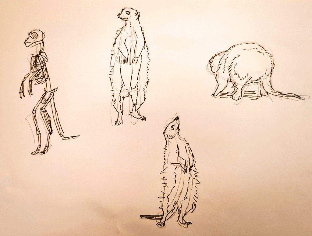 #1日1模写 Ⅲ　193/365
今日はミーアキャットと切り株でした✨
ミーアキャットは意外とホリの深い目なので、正面は可愛い。俯瞰になると
凶暴に見えるのが面白かったです🥰🥳💕🎉
#マンレボ　#無煙マッチ https://t.co/aMrM31jNGc